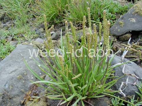 arrowgrass, seaside